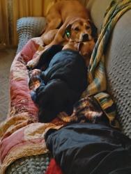Lost Male Dog last seen Abbe rd, Elyria, OH 44035