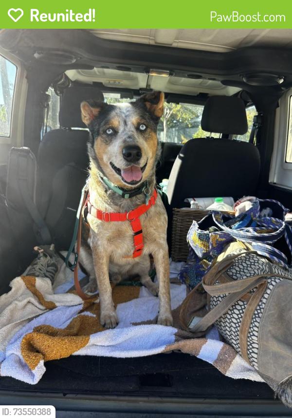 Reunited Male Dog last seen Emerald and edgemere, Redondo Beach, CA 90277