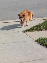 Found/Stray Male Dog last seen Our hse, Westfield, IN 46074