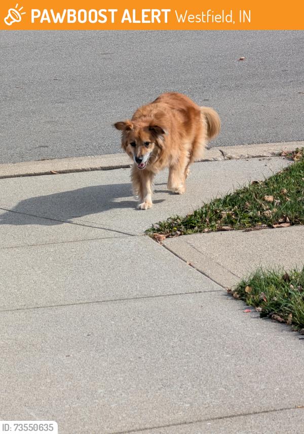 Found/Stray Male Dog last seen Our hse, Westfield, IN 46074