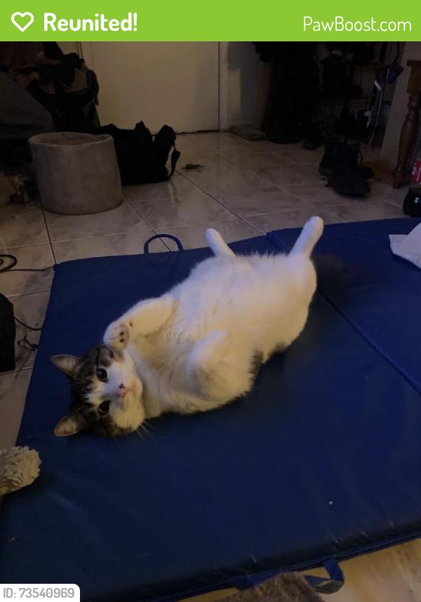 Reunited Male Cat last seen Near wellinton street hamilton Ontario, Hamilton, ON L8L 0A4