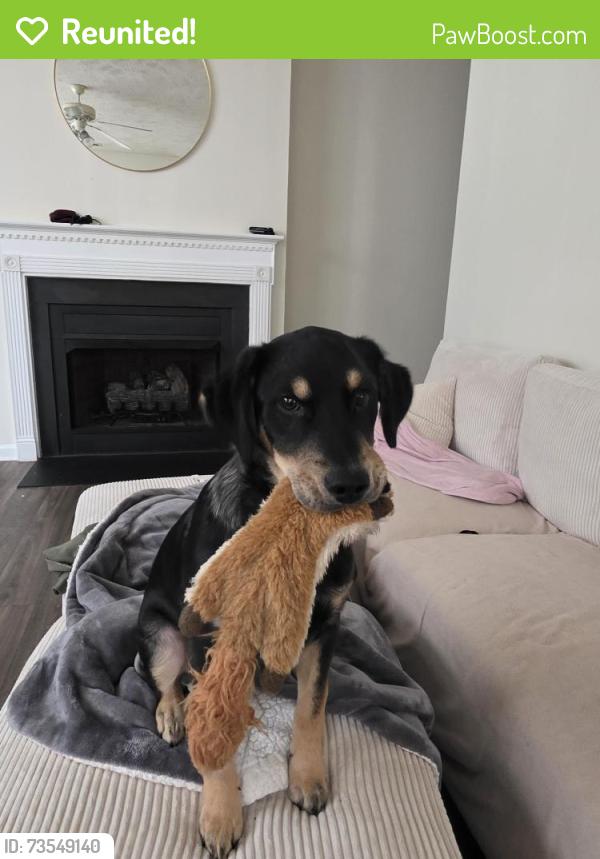 Reunited Male Dog last seen Pepperbush dr, Fayetteville, NC 28304
