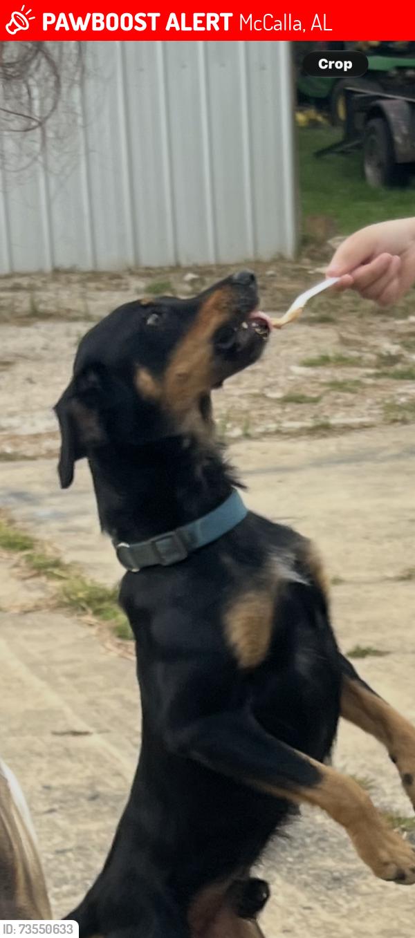 Lost Male Dog last seen Old Tuscalusa’s road McCalla, McCalla, AL 35111