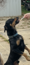 Lost Male Dog last seen Old Tuscalusa’s road McCalla, McCalla, AL 35111