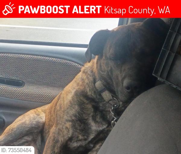 Lost Male Dog last seen The old Walgreens, Kitsap County, WA 98311