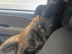 Lost Male Dog last seen The old Walgreens, Kitsap County, WA 98311