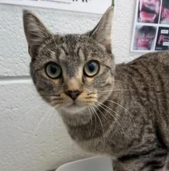 Shelter Stray Female Cat last seen 58th and kipling, Arvada, CO, 80002, 580 McIntyre St, Golden, CO 80401, USA