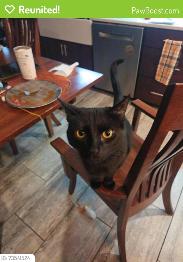 Reunited Male Cat last seen 79thand sunnyside, Lawrence, IN 46236