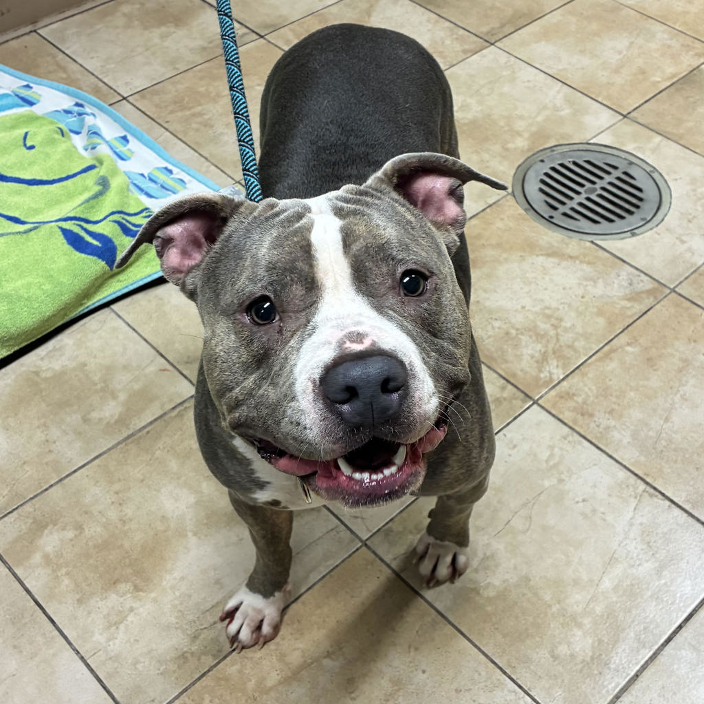 Shelter Stray Female Dog last seen NE 104th & NE Weidler, PORTLAND, OR, 97220, 1700 W Historic Columbia River Hwy, Troutdale, OR 97060, USA