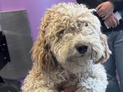 Shelter Stray Female Dog last seen Near W 1150 S, SALT LAKE CITY, UT, 84104, 511 W 3900 S, Salt Lake City, UT 84123, USA