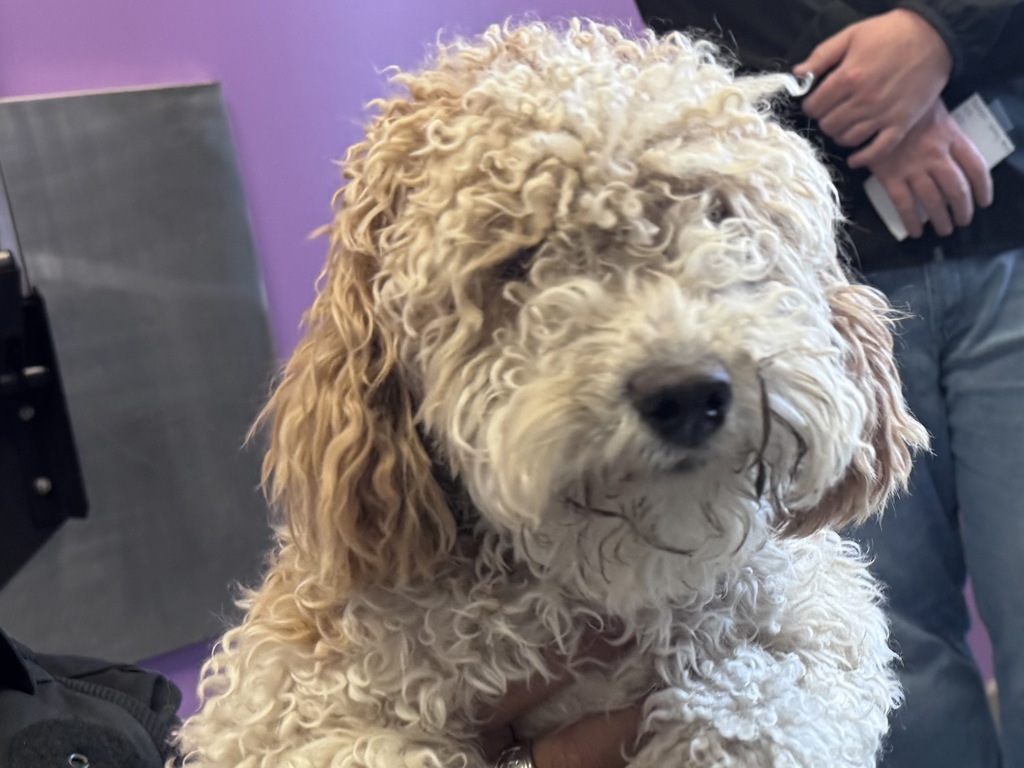 Shelter Stray Female Dog last seen Near W 1150 S, SALT LAKE CITY, UT, 84104, 511 W 3900 S, Salt Lake City, UT 84123, USA