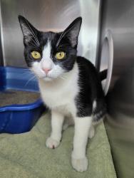 Shelter Stray Male Cat last seen White Avenue, LINTHICUM HEIGHTS, MD, 21090, 411 Maxwell Frye Rd, Millersville, MD 21108, USA