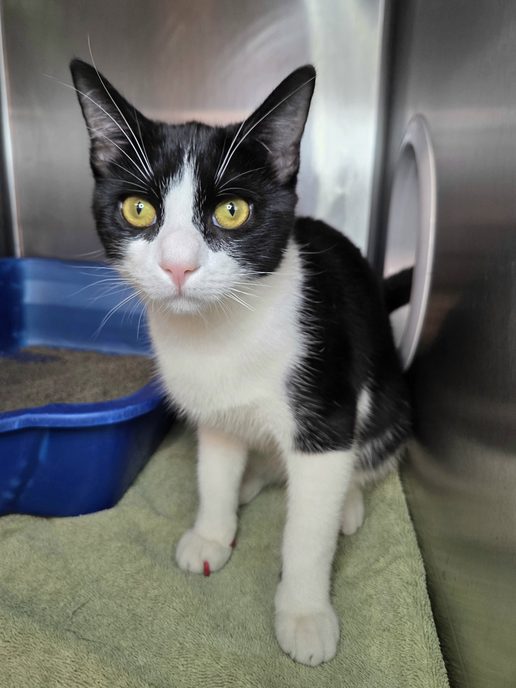 Shelter Stray Male Cat last seen White Avenue, LINTHICUM HEIGHTS, MD, 21090, 411 Maxwell Frye Rd, Millersville, MD 21108, USA