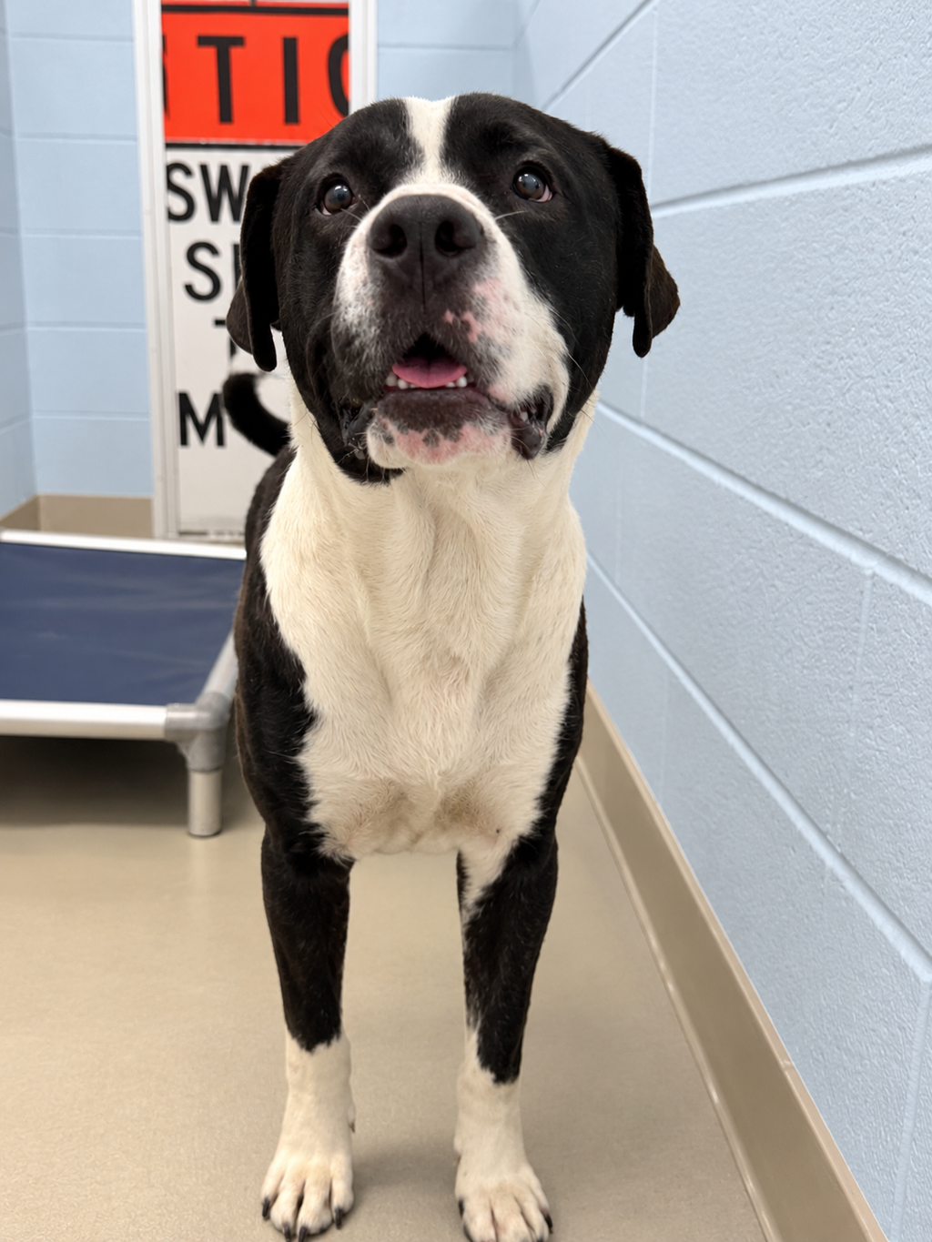 Shelter Stray Male Dog last seen Bragg Boulevard, ODENTON, MD, 21113, 411 Maxwell Frye Rd, Millersville, MD 21108, USA