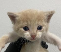 Shelter Stray Male Cat last seen Near 40th Street, San Diego, CA, 92102, 5500 Gaines St, San Diego, CA 92110, USA