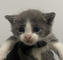 Shelter Stray Female Cat last seen Near 40th Street, San Diego, CA, 92102, 5500 Gaines St, San Diego, CA 92110, USA