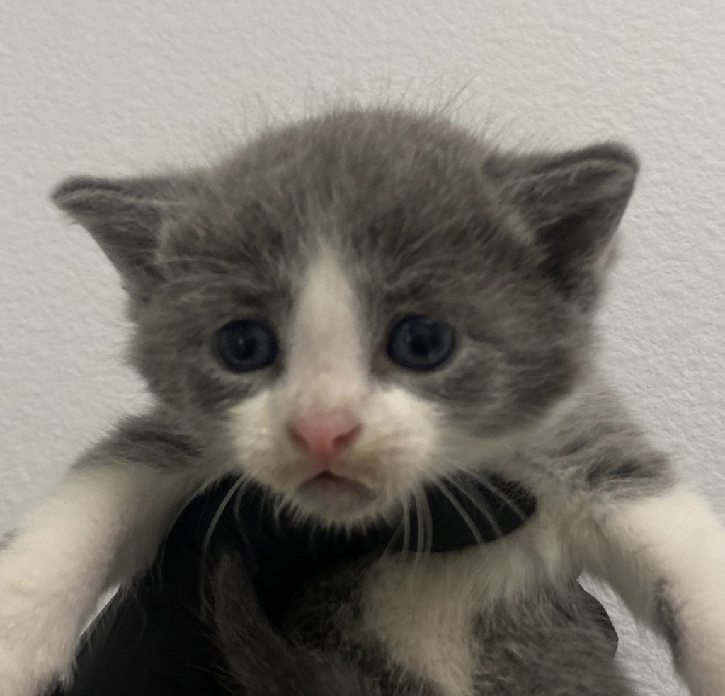 Shelter Stray Female Cat last seen Near 40th Street, San Diego, CA, 92102, 5500 Gaines St, San Diego, CA 92110, USA