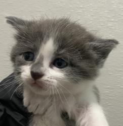 Shelter Stray Female Cat last seen Near 40th Street, San Diego, CA, 92102, 5500 Gaines St, San Diego, CA 92110, USA