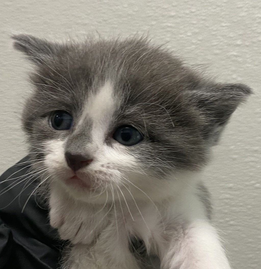 Shelter Stray Female Cat last seen Near 40th Street, San Diego, CA, 92102, 5500 Gaines St, San Diego, CA 92110, USA