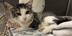Shelter Stray Male Cat last seen Near E Washington Avenue, Escondido, CA, 92027, Escondido, CA 92027, USA