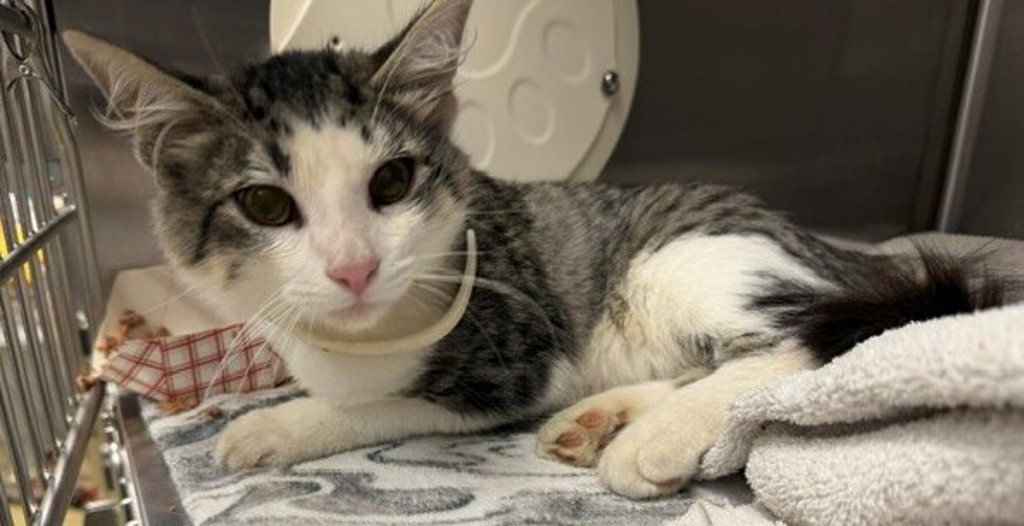 Shelter Stray Male Cat last seen Near E Washington Avenue, Escondido, CA, 92027, Escondido, CA 92027, USA