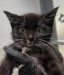 Shelter Stray Female Cat last seen Near Dracaena Court, San Diego, CA, 92114, 5500 Gaines St, San Diego, CA 92110, USA