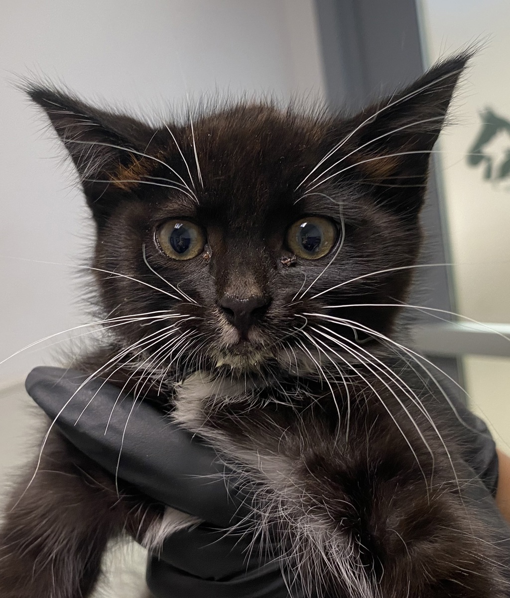 Shelter Stray Female Cat last seen Near Dracaena Court, San Diego, CA, 92114, 5500 Gaines St, San Diego, CA 92110, USA