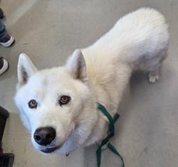 Shelter Stray Male Dog last seen Near Fletcher Parkway, El Cajon, CA, 92020, El Cajon, CA 92020, USA