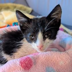 Shelter Stray Male Cat last seen Tiffany Road, SAN LEANDRO, CA, 94577, 8323 Baldwin St, Oakland, CA 94621, USA