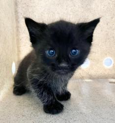 Shelter Stray Male Cat last seen Robinson Avenue, STATEN ISLAND, NY, 10312, 3139 Veterans Rd W, Staten Island, NY 10309, USA
