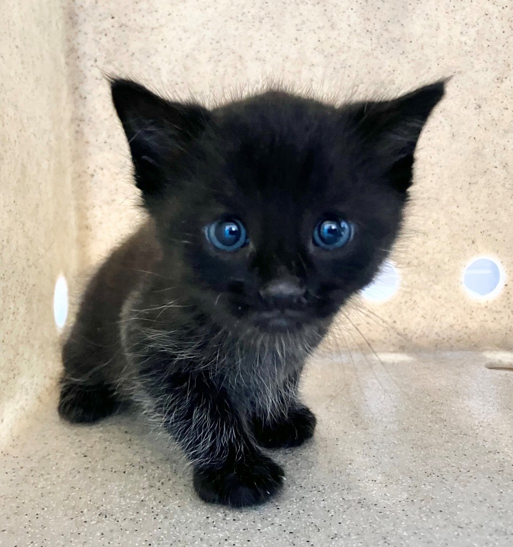 Shelter Stray Male Cat last seen Robinson Avenue, STATEN ISLAND, NY, 10312, 3139 Veterans Rd W, Staten Island, NY 10309, USA