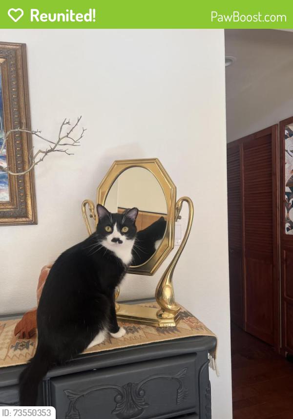 Reunited Male Cat last seen Franklin hwy243, Idyllwild-Pine Cove, CA 92549