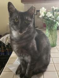 Reunited Female Cat last seen Francis St, Kissimmee, FL 34741, USA, Kissimmee, FL 34741
