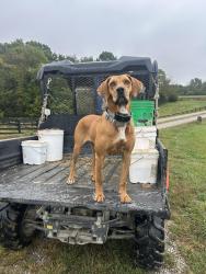 Reunited Female Dog last seen Willowbank farm, Simpsonville, KY 40067