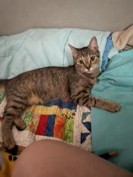 Lost Female Cat last seen Deirker and Bethel, Columbus, OH 43220