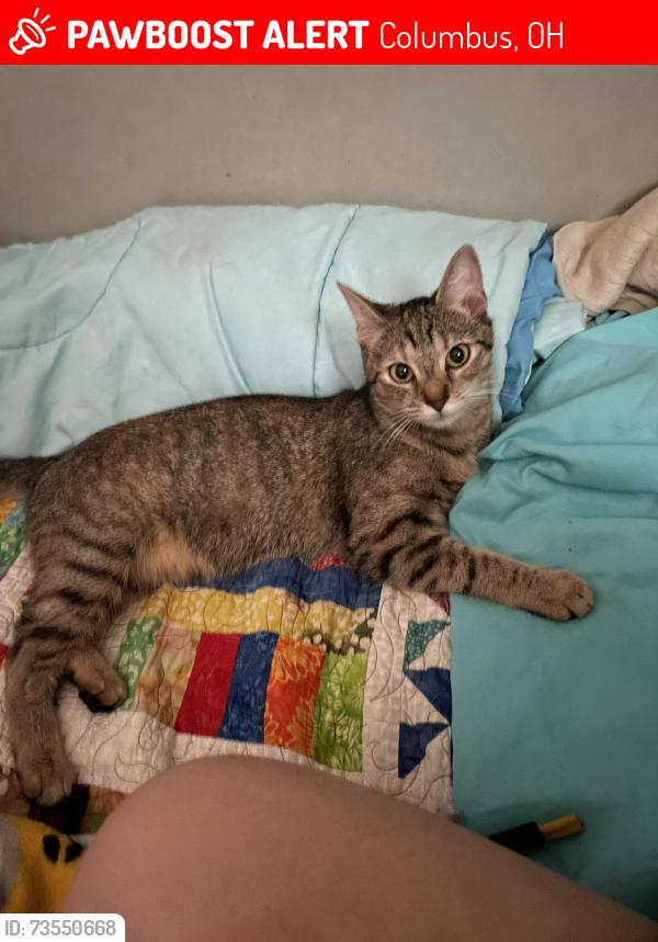 Lost Female Cat last seen Deirker and Bethel, Columbus, OH 43220