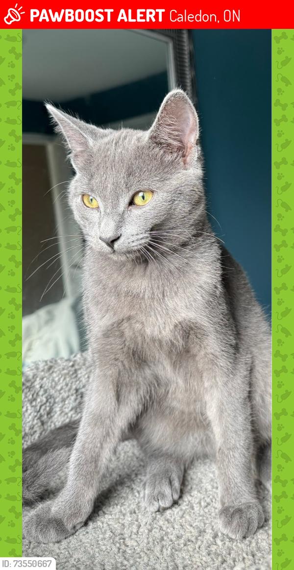 Lost Male Cat last seen Near king rd, Caledon, ON 
