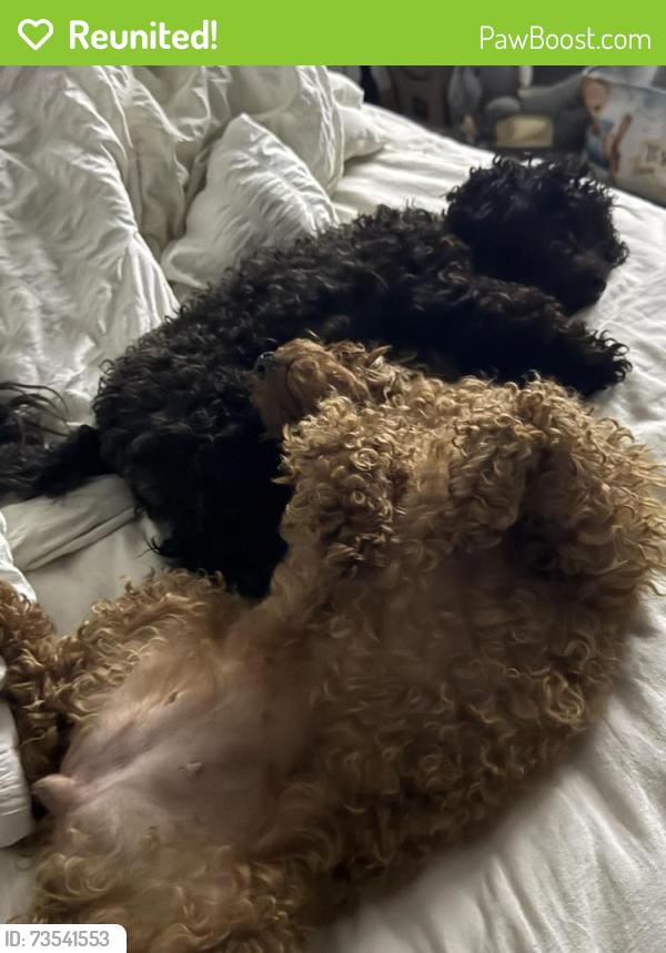Reunited Female Dog last seen Jerry thomas, Beloit, WI 53511
