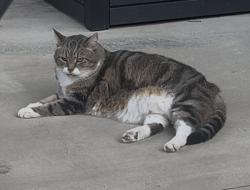 Lost Female Cat last seen Atascadero and Ponte Vedra, Forest Acres, SC 29206