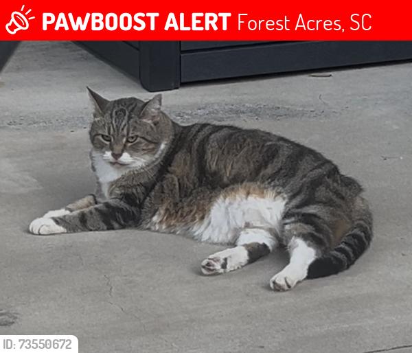 Lost Female Cat last seen Atascadero and Ponte Vedra, Forest Acres, SC 29206