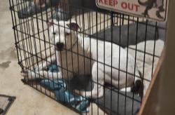 Found/Stray Male Dog last seen Hwy 152 & sw 59th, Oklahoma City, OK 73169
