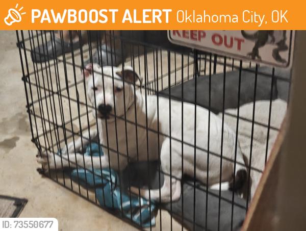 Found/Stray Male Dog last seen Hwy 152 & sw 59th, Oklahoma City, OK 73169