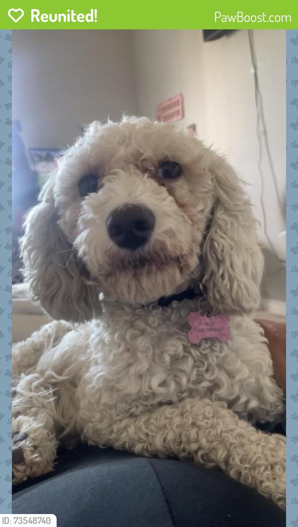Reunited Female Dog last seen Near Clatsop St, Las Vegas, NV 89122, USA, Las Vegas, NV 89122