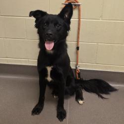 Shelter Stray Male Dog last seen , 3428 S Jenkins Ave, Norman, OK 73072, USA
