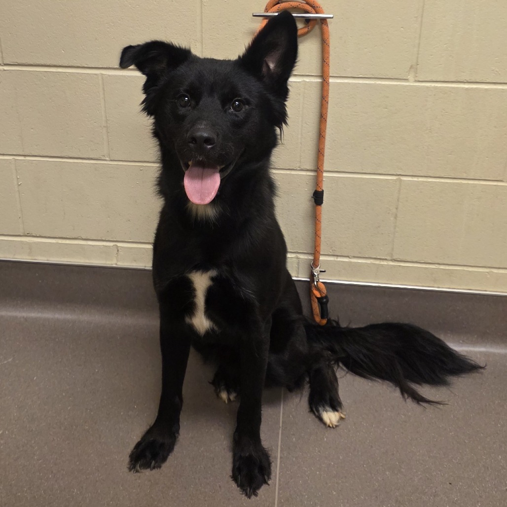 Shelter Stray Male Dog last seen , 3428 S Jenkins Ave, Norman, OK 73072, USA
