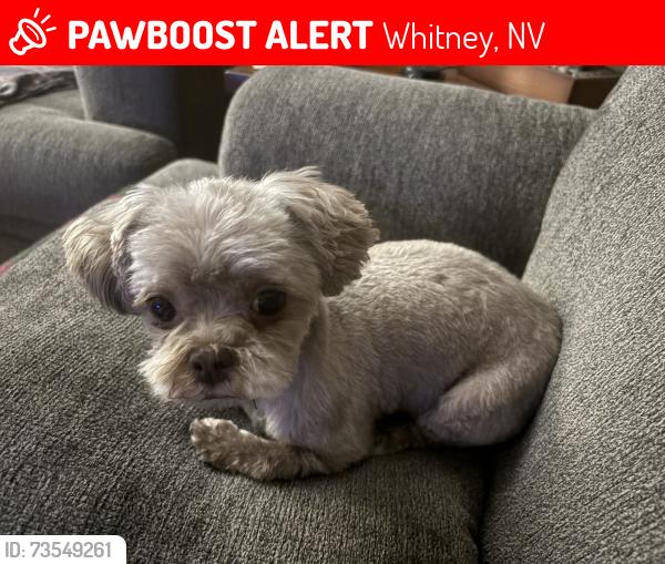 Lost Female Dog last seen Flamingo and Cascade, Whitney, NV 89122