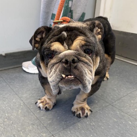 Shelter Stray Unknown Dog last seen , 12910 Yukon Ave, Hawthorne, CA 90250, USA