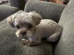 Lost Female Dog last seen Flamingo and Cascade, Whitney, NV 89122