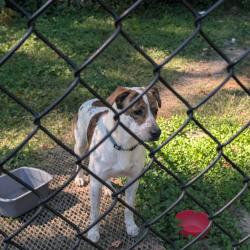Shelter Stray Male Dog last seen , 4900 Milgen Rd, Columbus, GA 31907, USA