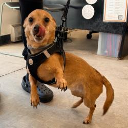 Shelter Stray Male Dog last seen , Animal Care & Control Team of Philly, 111 W Hunting Park Ave, Philadelphia, PA 19140, USA